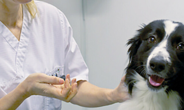 image: Hunder utsatt for to coronavirus